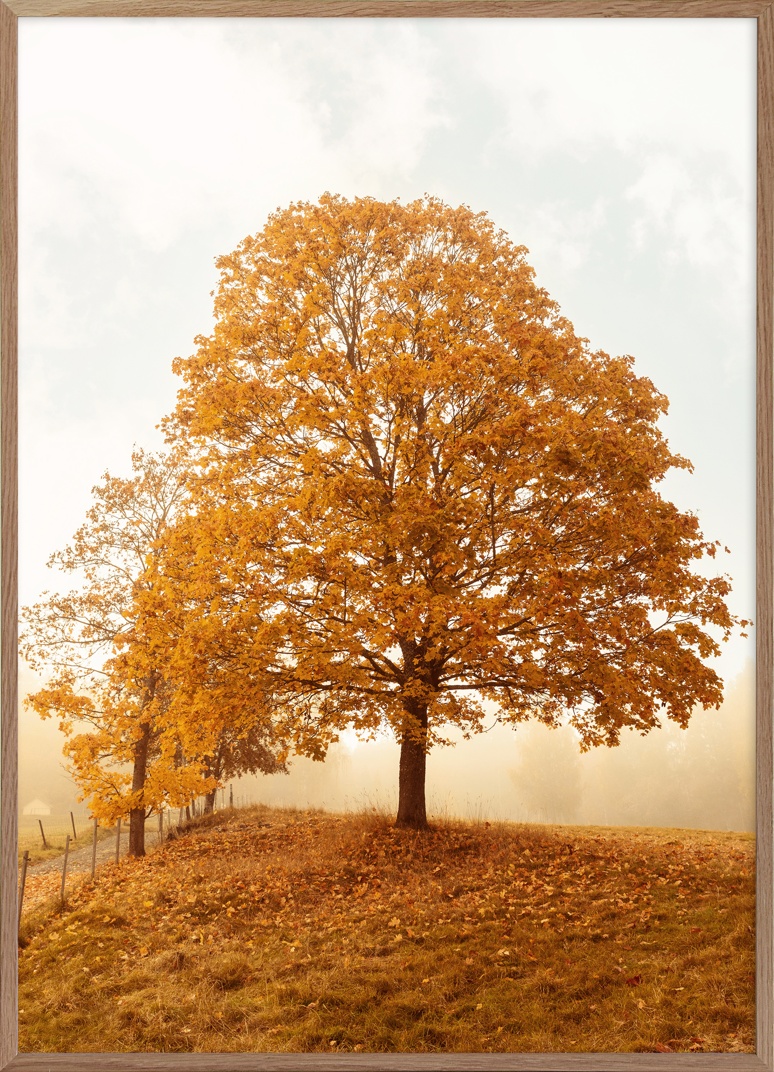 Golden Hour Poster