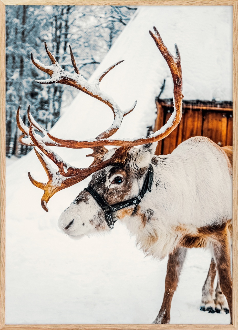 Winter Wanderer Poster