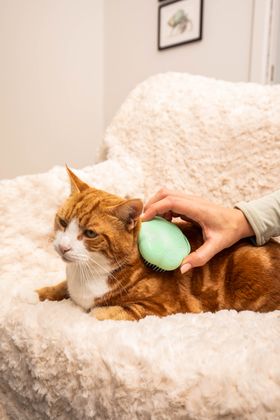 Pet Teezer Cat Brush