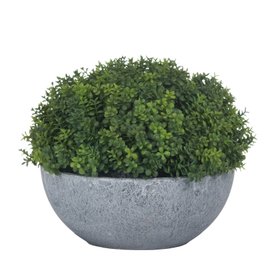 Green Hebe in Grey Pot