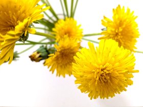 Yellow Dandelions Colour Print - White Motive Floral Photography