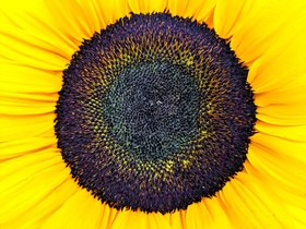 Yellow Sunflower Colour Print - White Motive Floral Photography