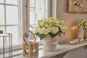 Cloud Dancer Florals