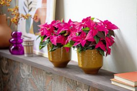 Christmas floral decorative trends with poinsettias