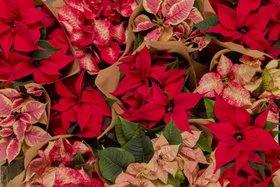 Christmas floral decorative trends with poinsettias