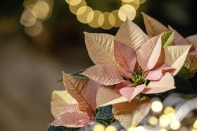 Christmas floral decorative trends
