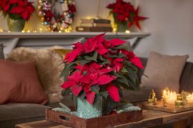 Classic poinsettias for Christmas decoration