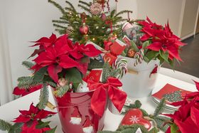 Classic poinsettias for Christmas decoration