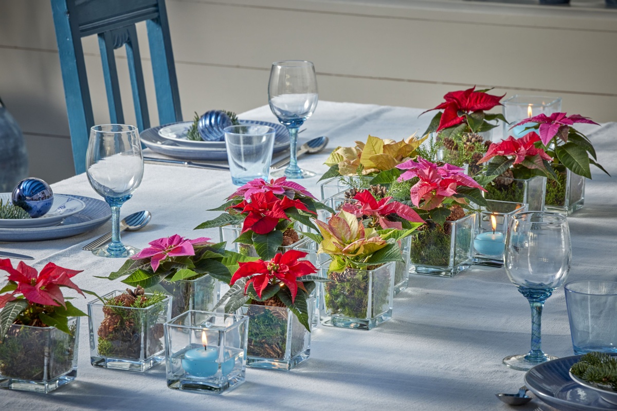 Christmas 2024 Scandi tabletop style