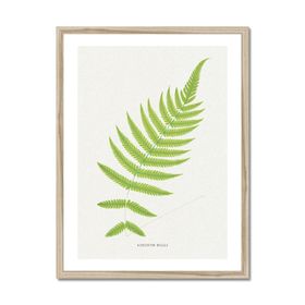 Aspidium Molle | Fern Print 4 | Botanical Art - Framed