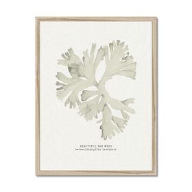 Seaweed Art Print - Fan Weed in Natural - Natural Framed