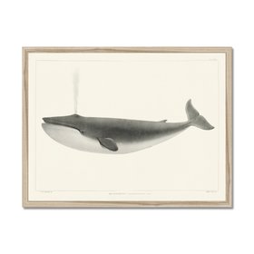 Vintage Whale Print - Blue Whale Art -  Natural Frame