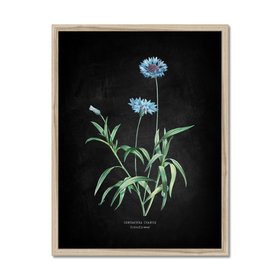 image14 Cornflower | Botanical Art Vintage Flower Print | Black - Framed Cornflower | Botanical Art Vintage Flower Print | Black - Framed image12 image13 image12 image13 image14 Cornflower | Botanical Art Vintage Flower Print | Black - Framed  Cornflower 