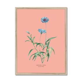 Cornflower - Botanical Art Vintage Flower Print - Coral Pink - Natural Framed