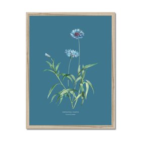 Cornflower - Botanical Art Vintage Flower Print - Marine Blue - Natural Framed