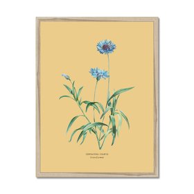 Cornflower - Botanical Art Vintage Flower Print - Yellow Sand - Natural Framed