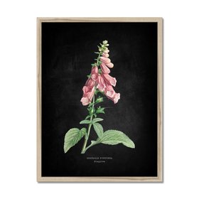 Foxglove - Botanical Art Vintage Flower Print - Black - Natural Framed