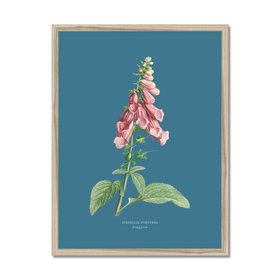 Foxglove - Botanical Art Vintage Flower Print - Marine Blue - Natural Framed