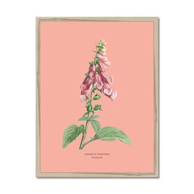 Foxglove - Botanical Art Vintage Flower Print - Coral Pink - Natural Framed