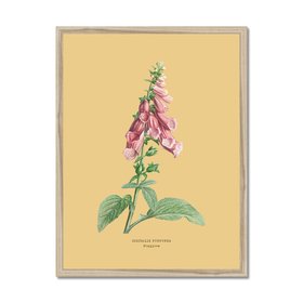 Foxglove - Botanical Art Vintage Flower Print - Yellow Sand - Natural Framed