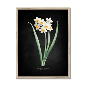 Narcissus - Botanical Art Vintage Flower Print - Black - Natural Framed