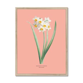 Narcissus - Botanical Art Vintage Flower Print - Coral Pink - Natural Framed