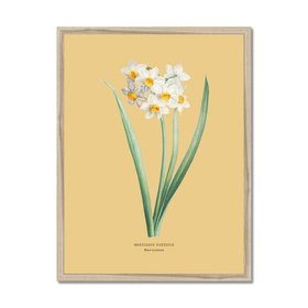 Narcissus - Botanical Art Vintage Flower Print -  Yellow Sand - Natural Framed