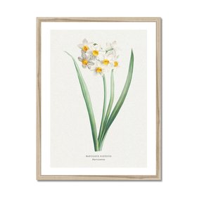 Narcissus | Vintage Flower Print | Botanical Art - Natural Frame