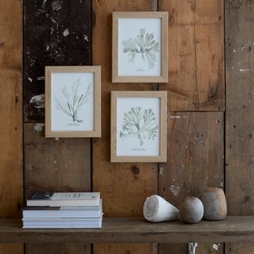 Set of Three Green Seaweed Prints - Natural Frames