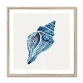 Whelk Shell No.1 - Framed
