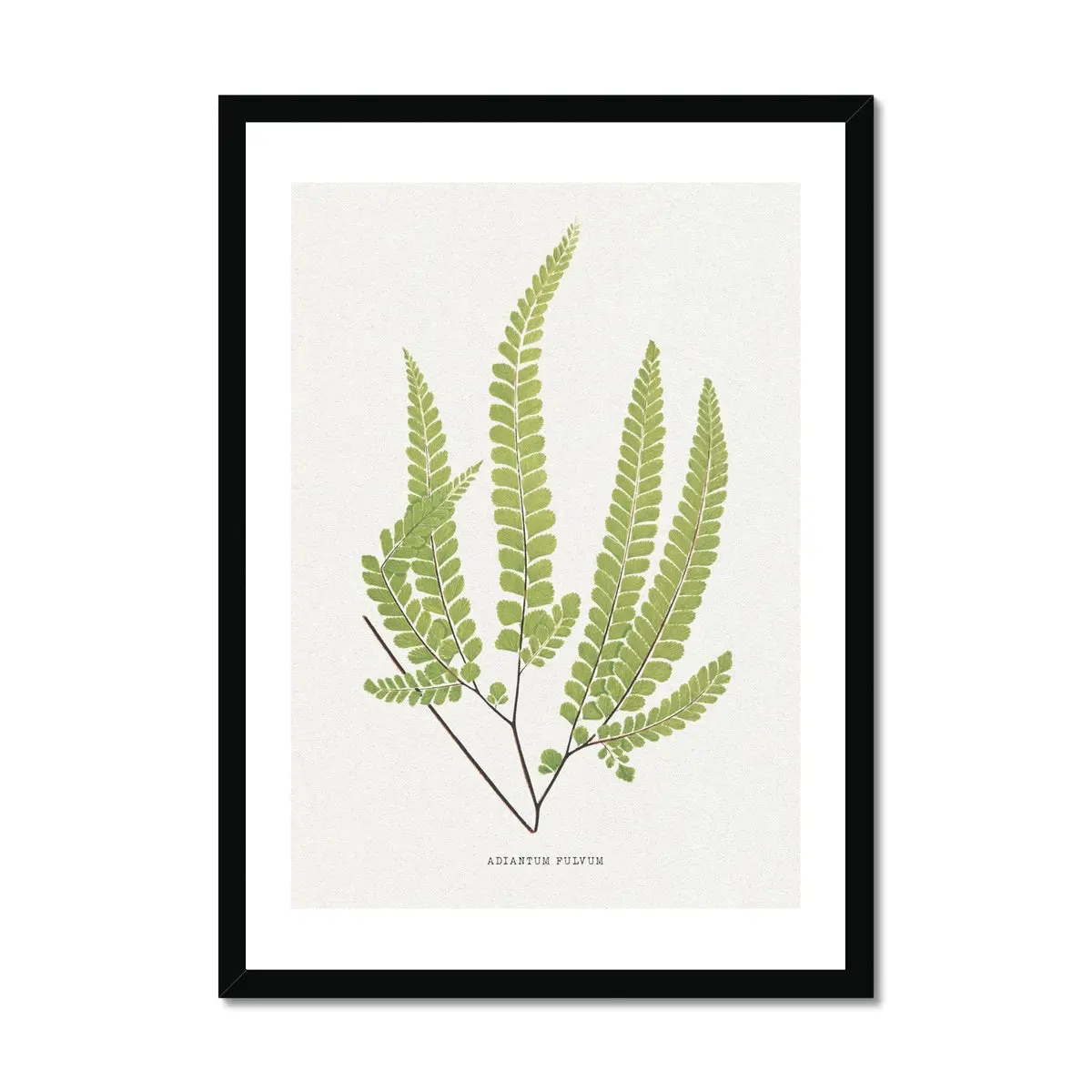 Adiantum Fulvum | Fern Prints 9. Vintage Fern Art Prints | Botanical Art
