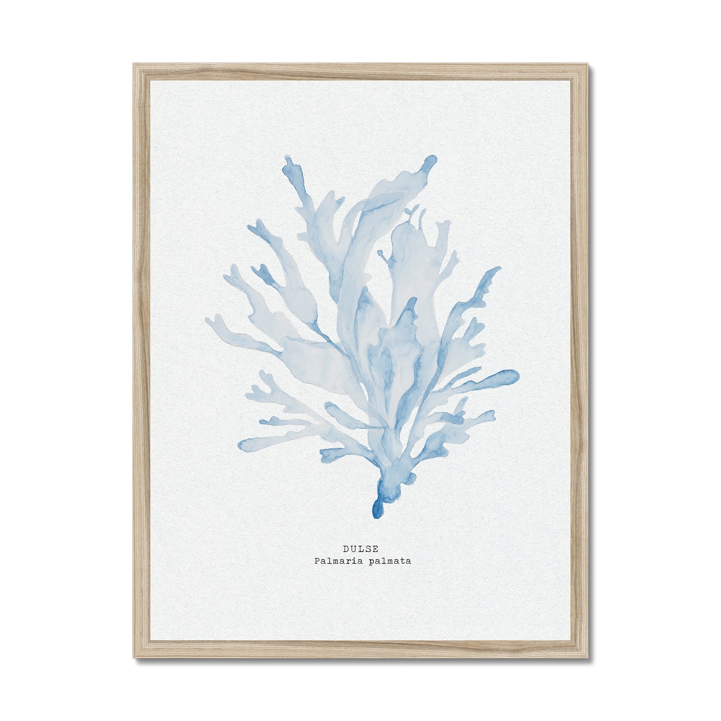 Blue Watercolour Seaweed Print - Dulse Seaweed Painting - Natural Frame