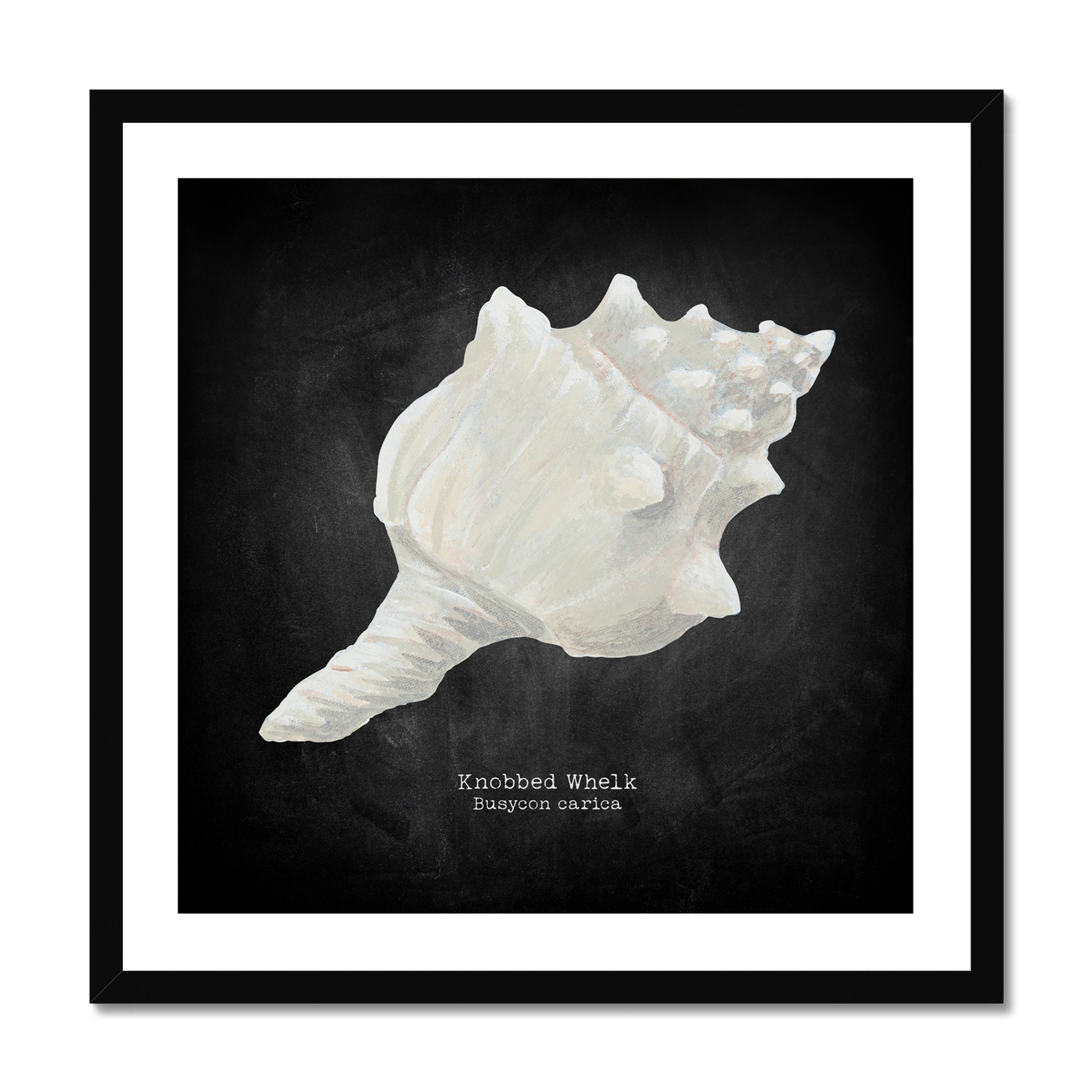 Hand-painted Whelk Shell Art Print - Black Background - Black Frame