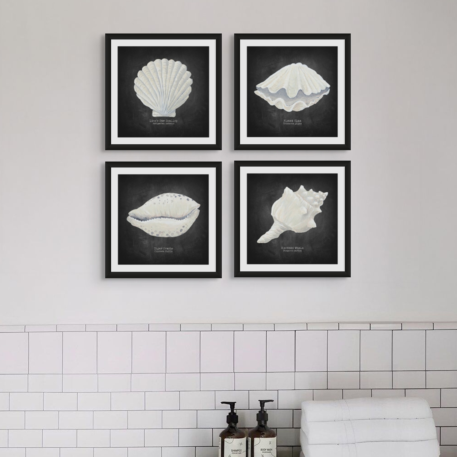 Hand-painted Scallop Shell Art Print - Black Background - Black Frame