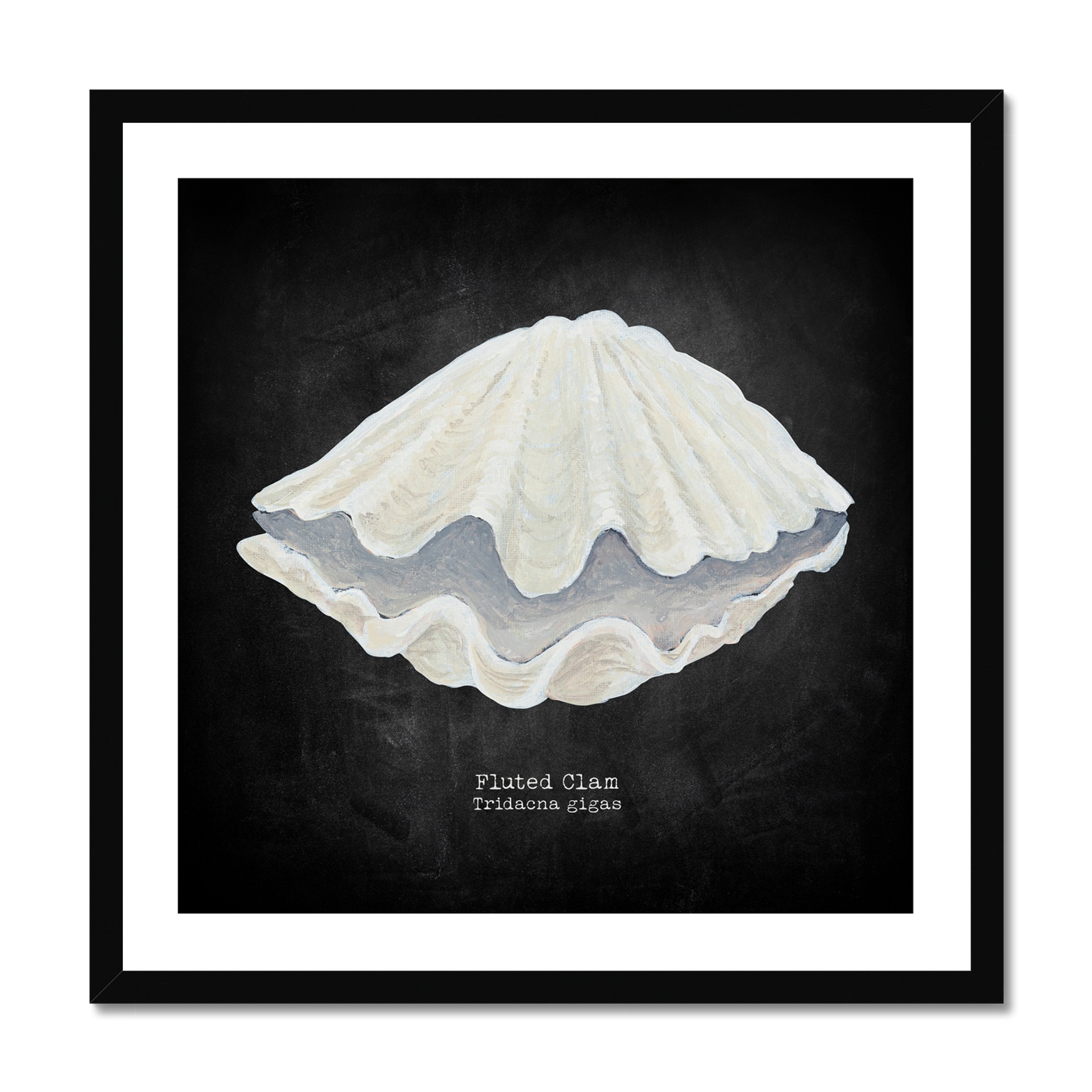 Hand-painted Clam Shell Art Print - Black Background - Black Frame