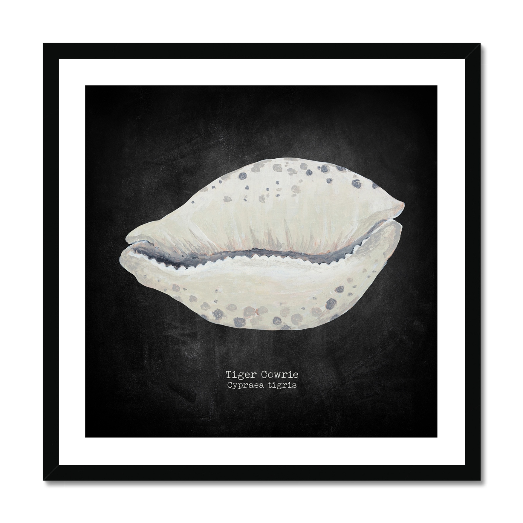 Hand-painted Cowrie Shell Art Print - Black Background - Black Frame