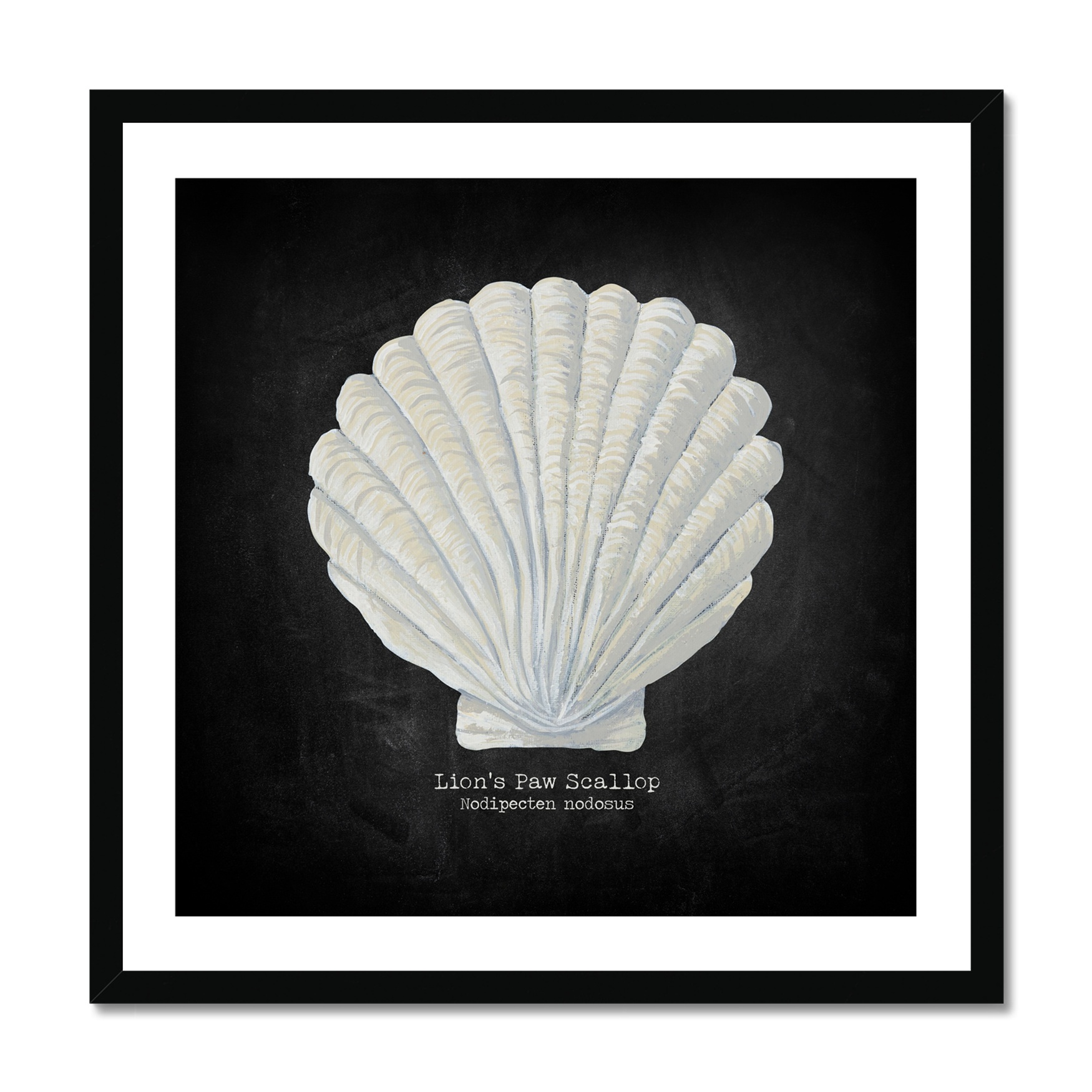 Hand-painted Scallop Shell Art Print - Black Background - Black Frame