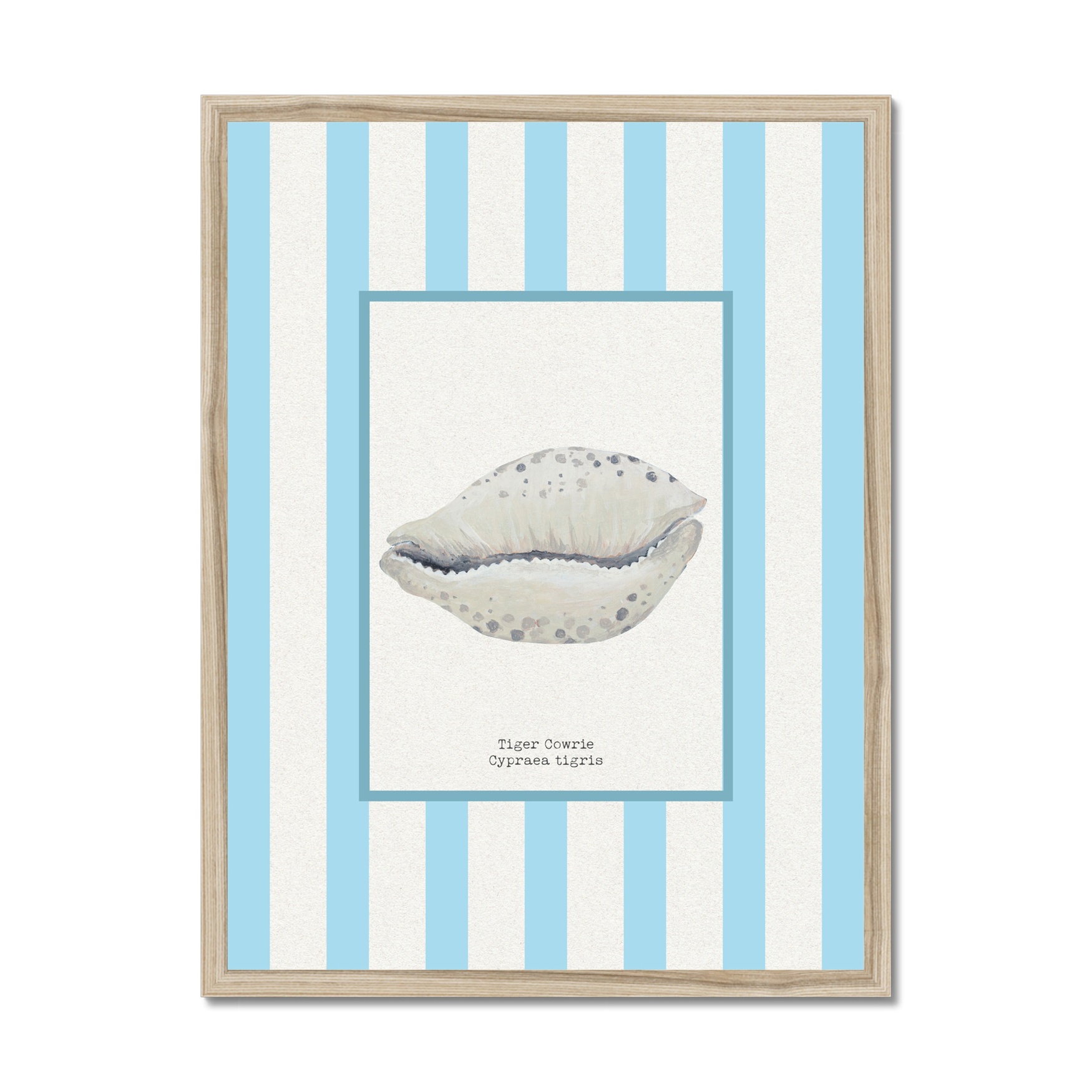 Hand-painted Cowrie Shell Art Print - Aqua-blue Stripe Background - Natural Frame