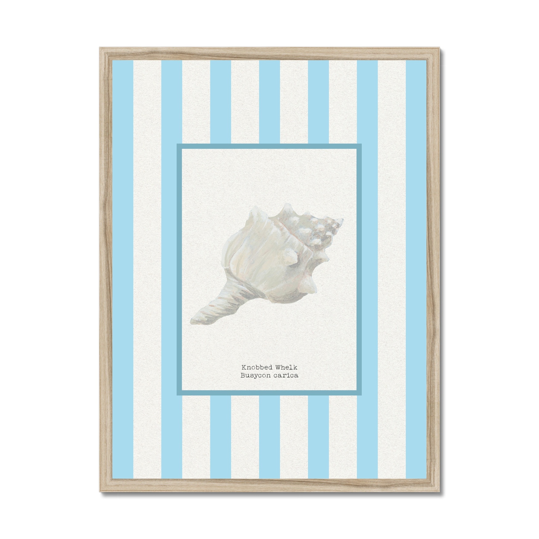 Hand-painted Whelk Shell Art Print - Aqua-blue Stripe Background - Natural Frame