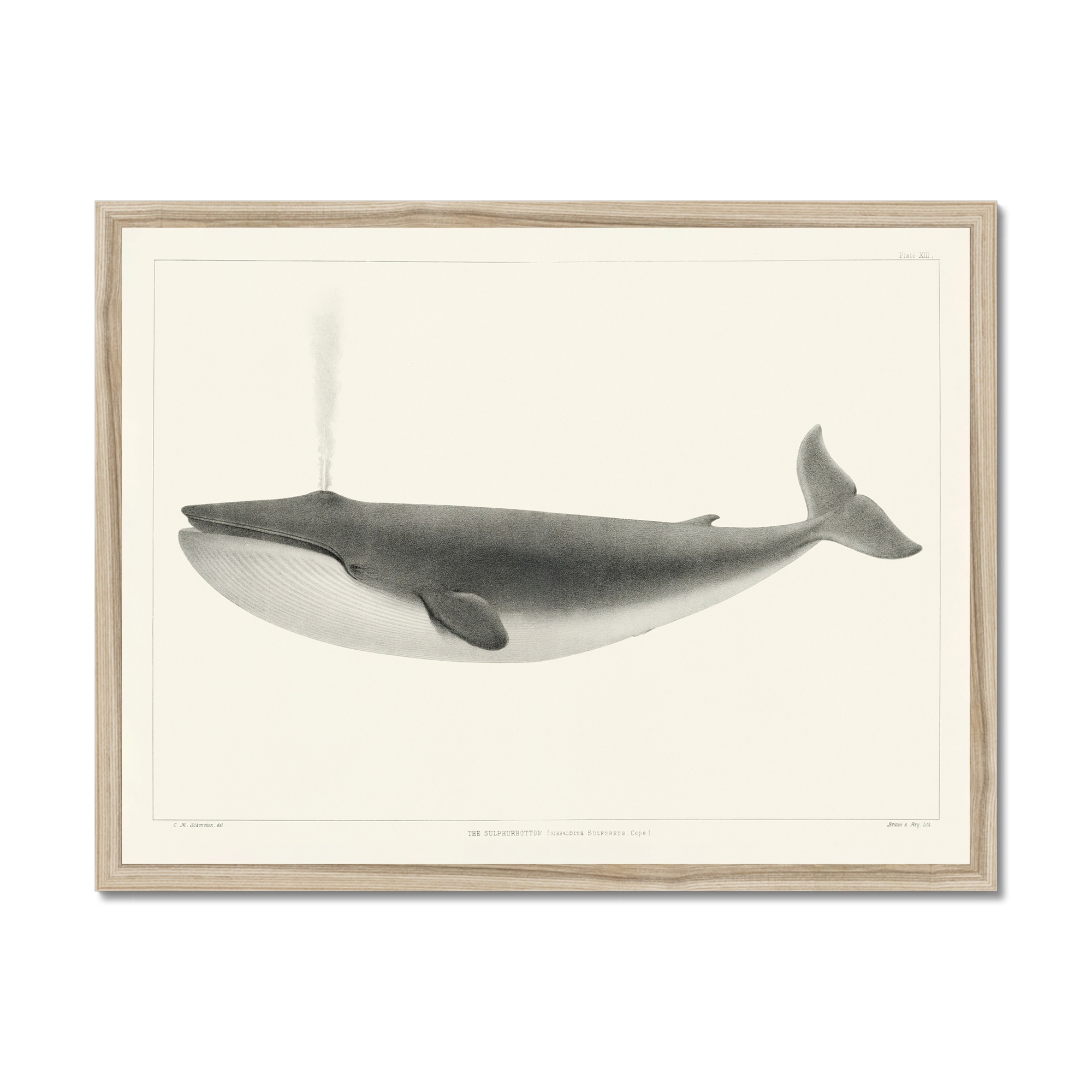 Vintage Whale Print - Blue Whale Art -  Natural Frame