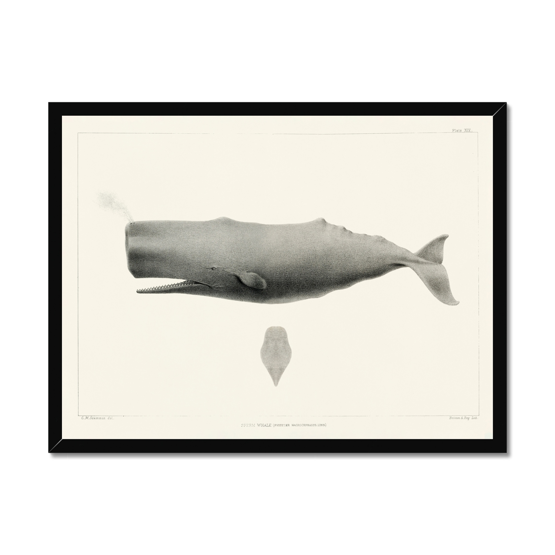 Vintage Whale Print - Sperm Whale Art -  Black Frame