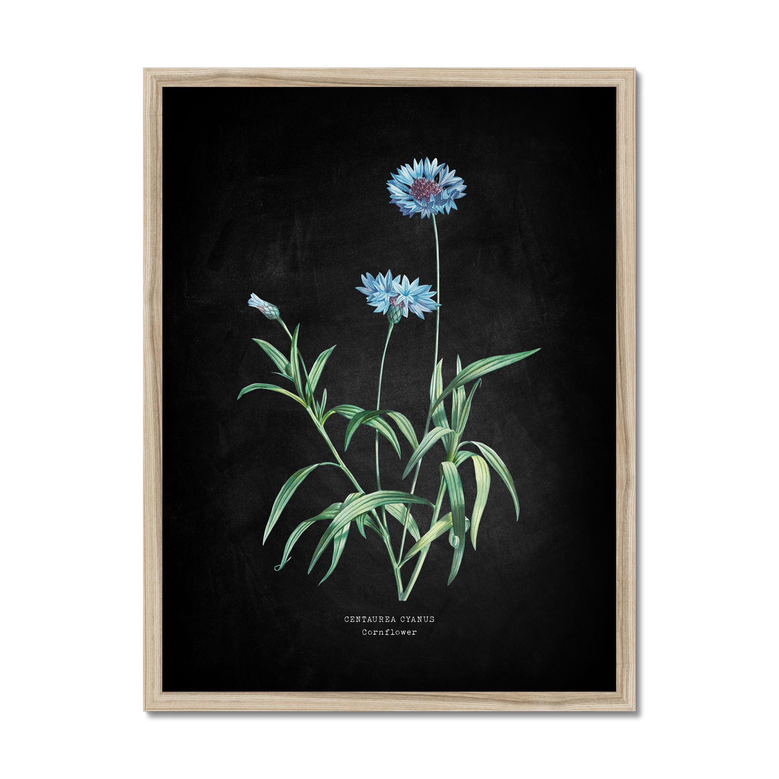Cornflower - Botanical Art Vintage Flower Print - Black - Natural Framed