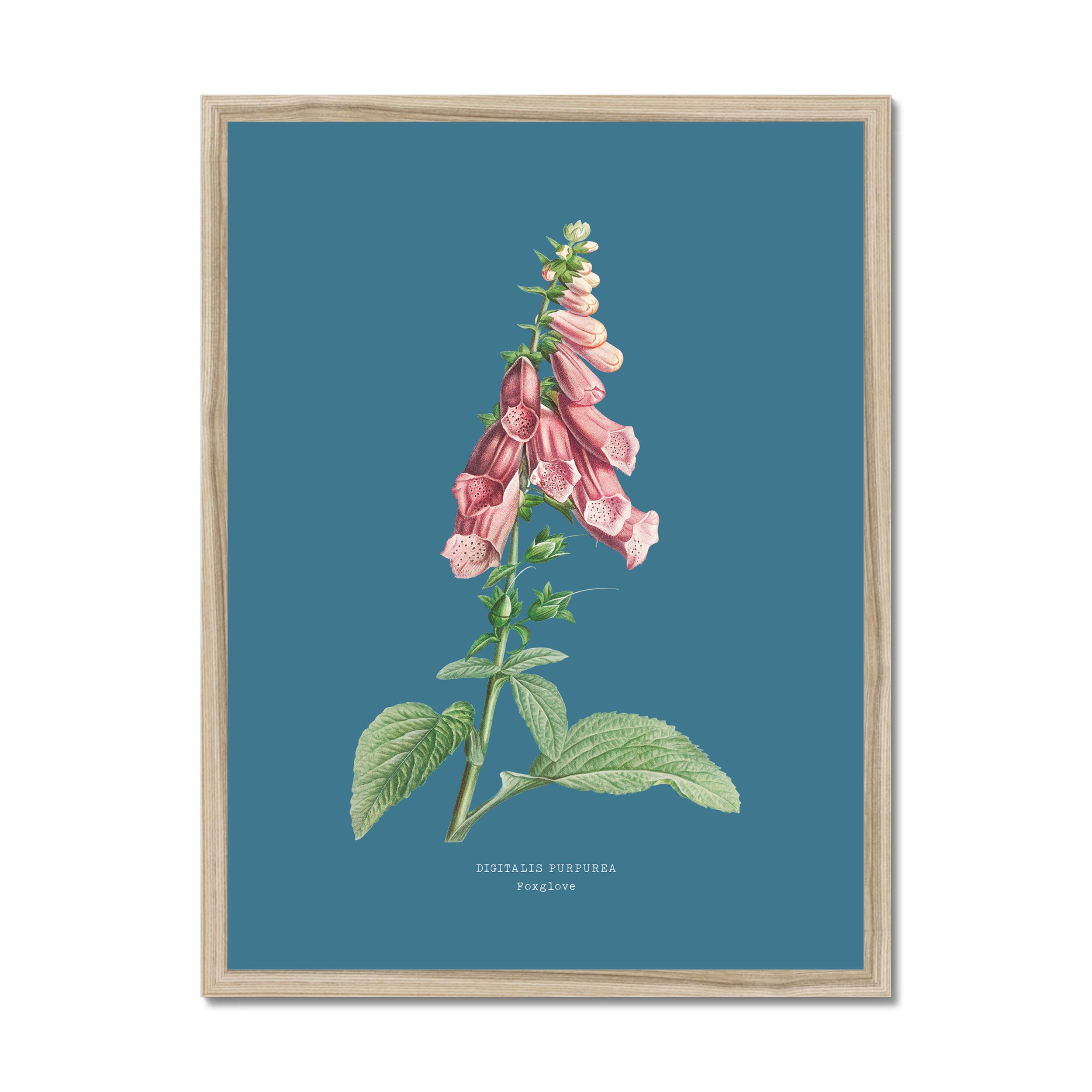 Foxglove - Botanical Art Vintage Flower Print - Marine Blue - Natural Framed