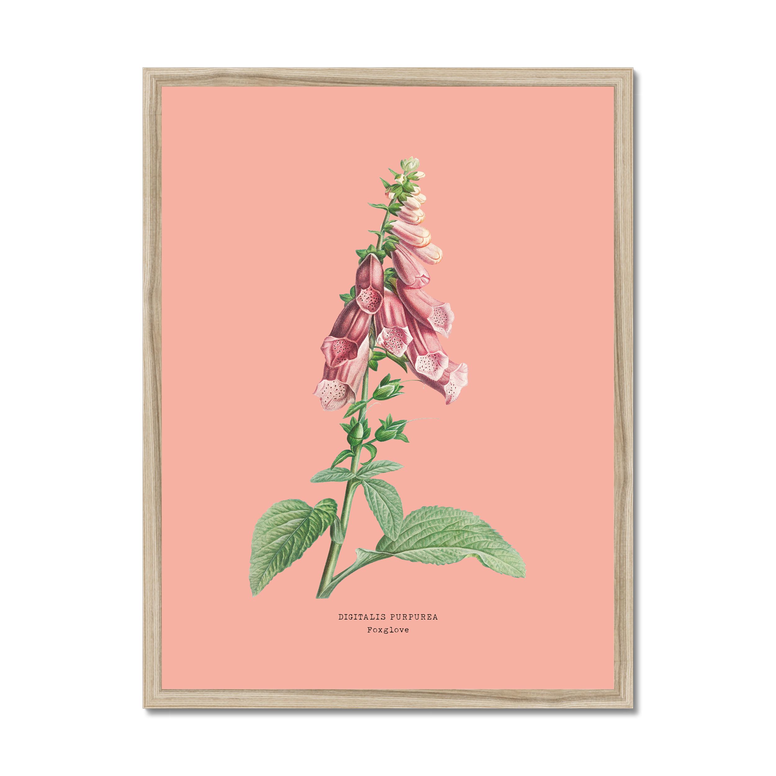 Foxglove - Botanical Art Vintage Flower Print - Coral Pink - Natural Framed
