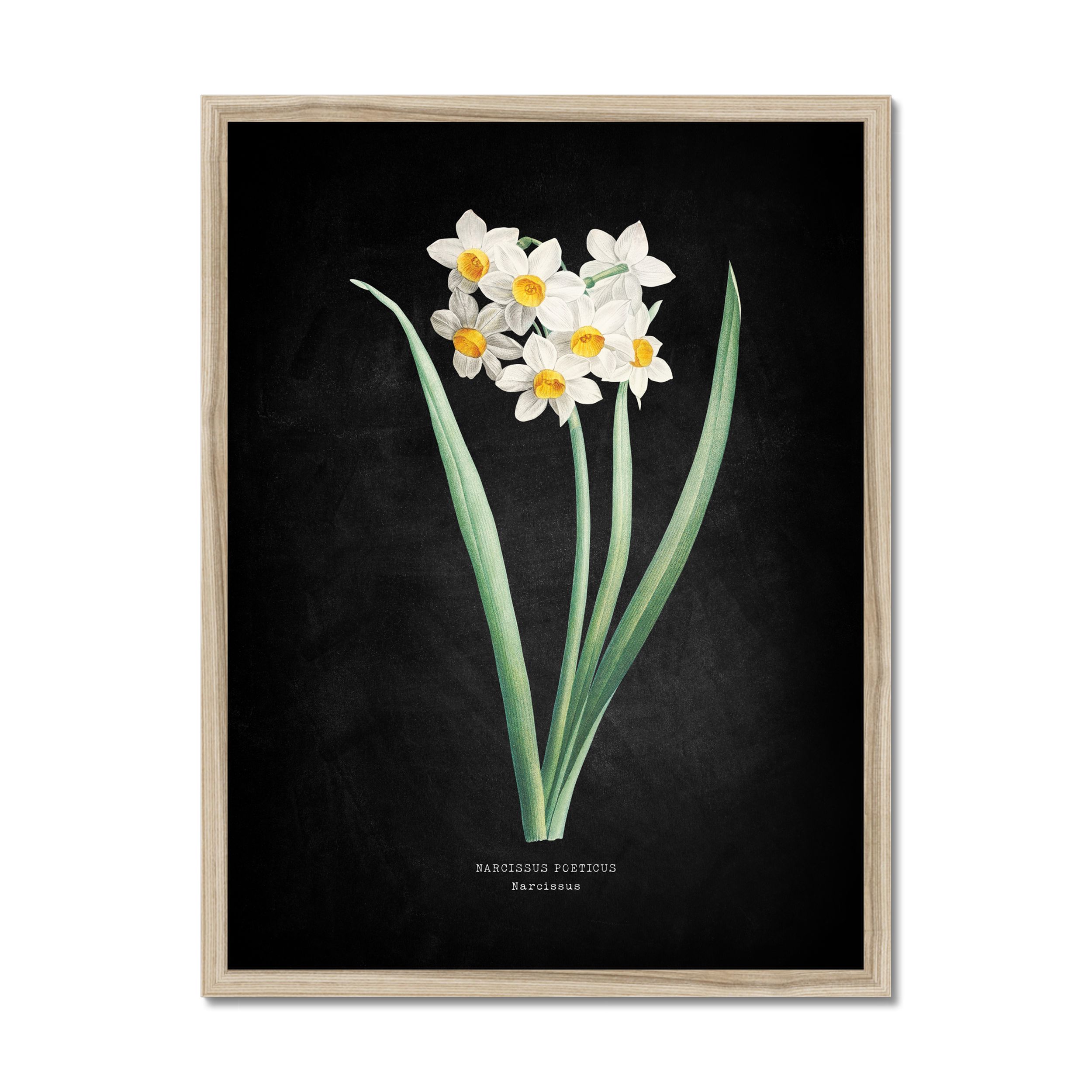 Narcissus - Botanical Art Vintage Flower Print - Black - Natural Framed