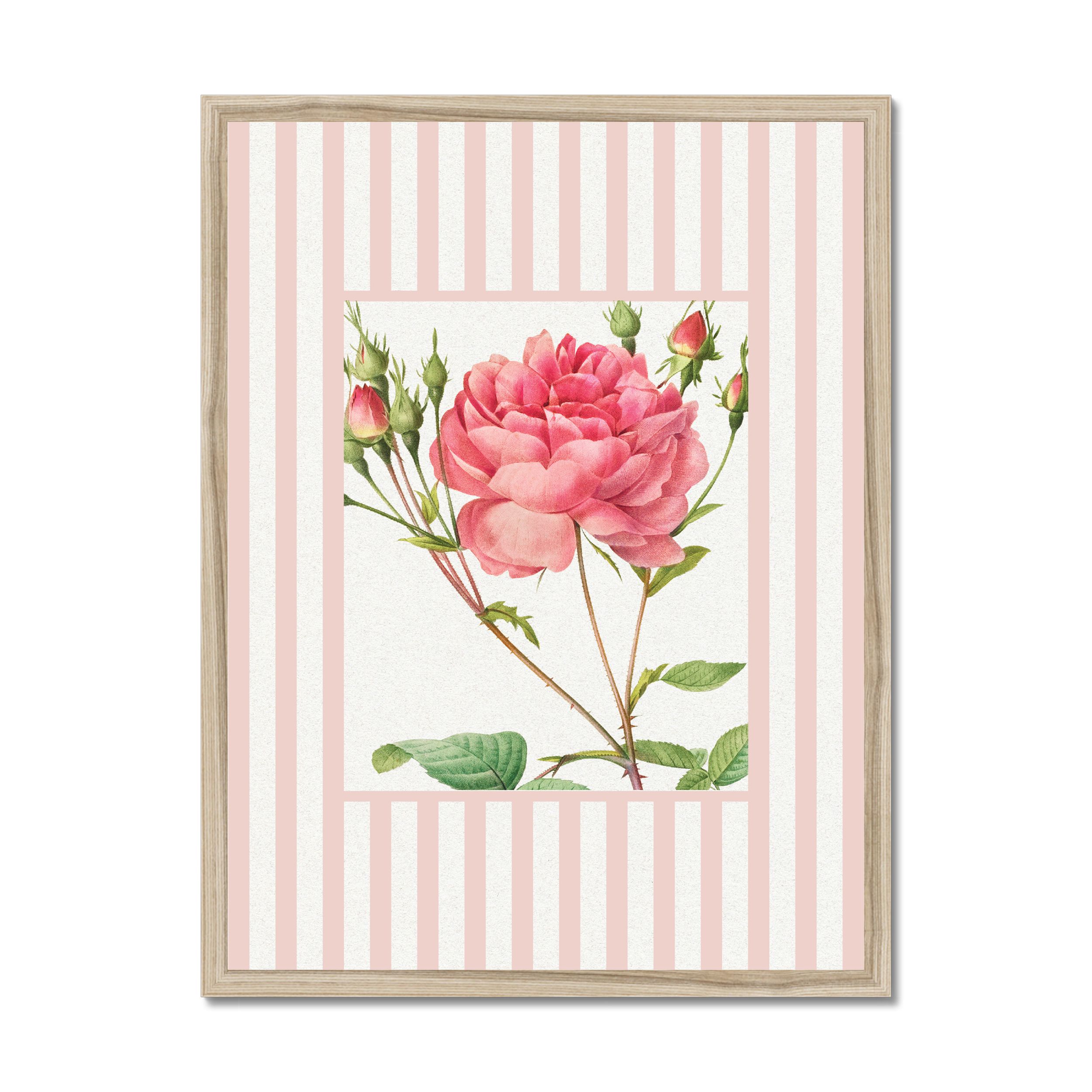 Vintage Rose 1 - Vintage Flower Art Print - Pink Stripe - Natural Framed