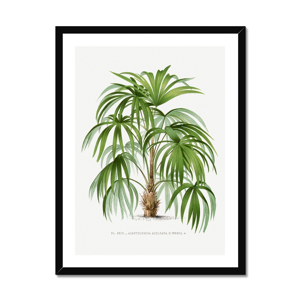 Macaw Palm Tree Print - Vintage Botanical Palm Art Print - Black Frame