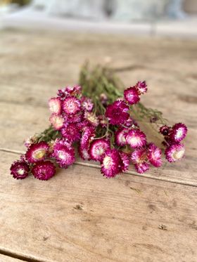 Dark Pink Helichrysum Bunch
