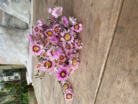 Natural Pink Rhodanthe Bunch