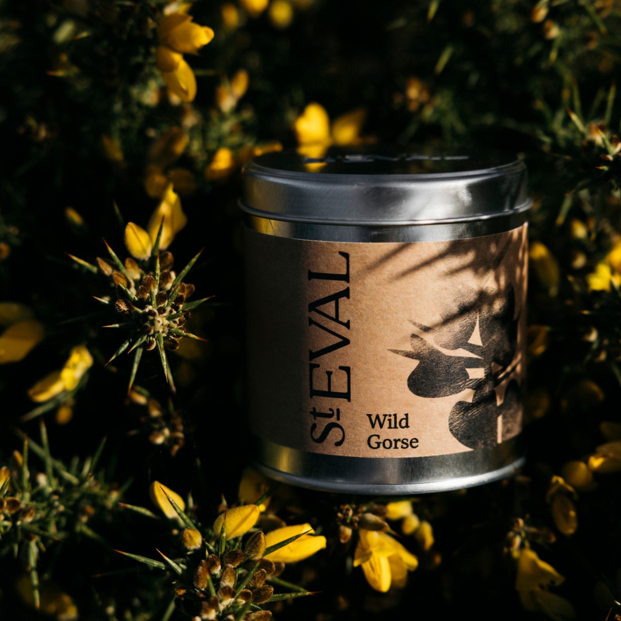 St Eval, Tin, Wild Gorse